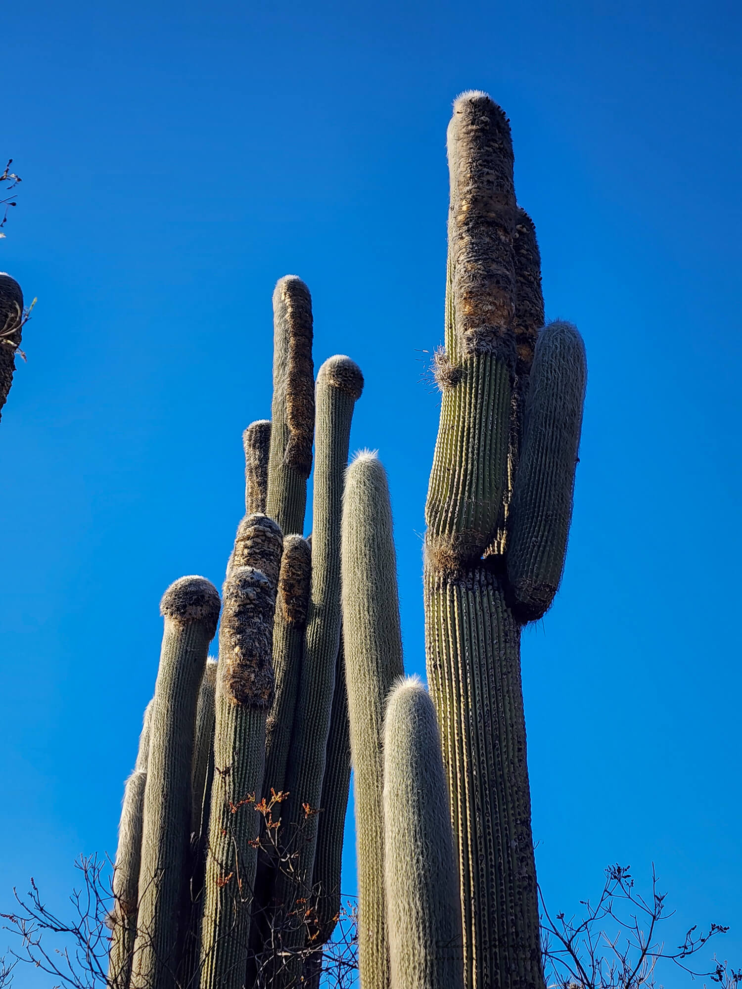 Cephalocereus senilis